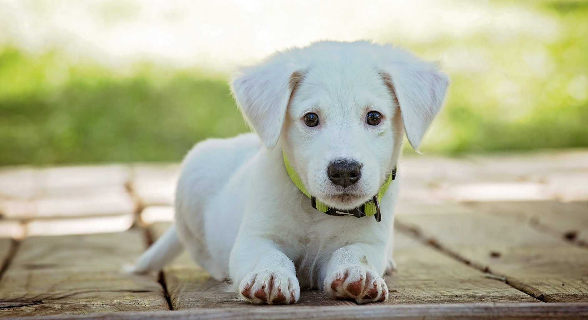 portrait of a dog