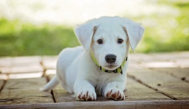 portrait of a dog