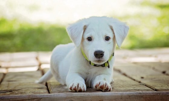 portrait of a dog