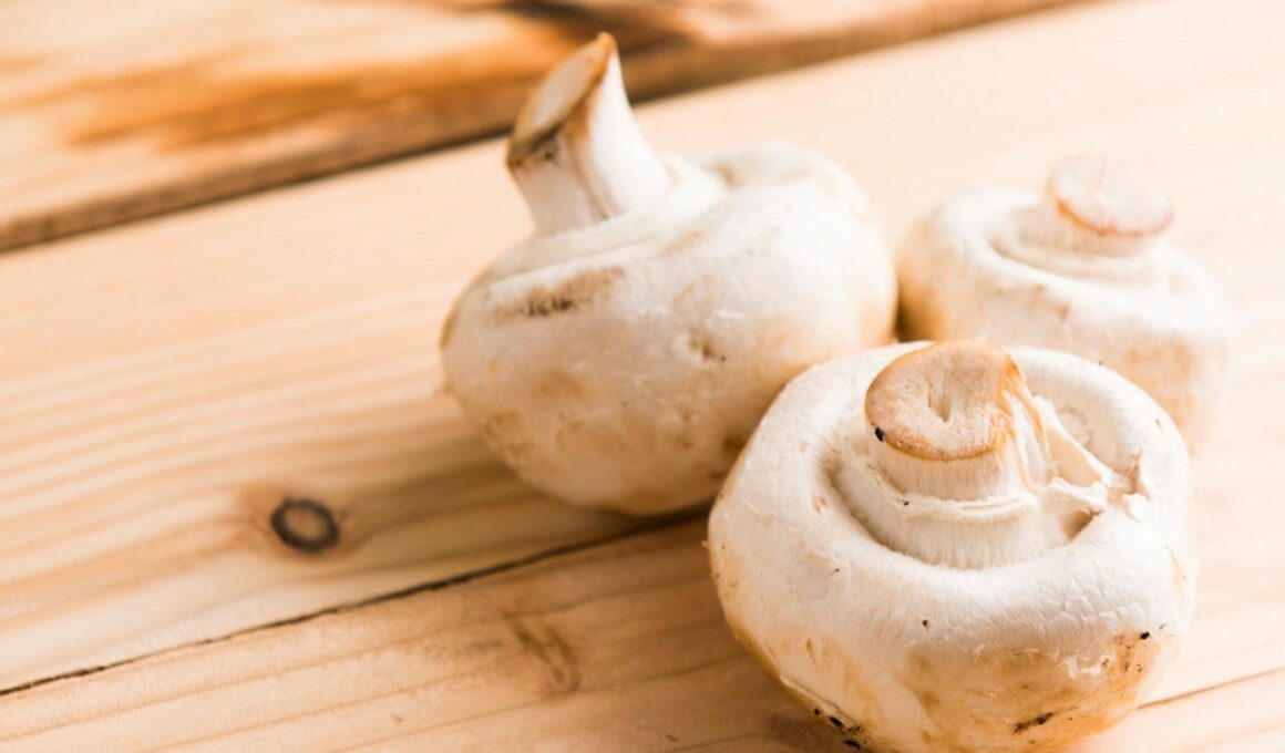 Paddenstoelen eten. Hoelang kun je champignons bewaren?