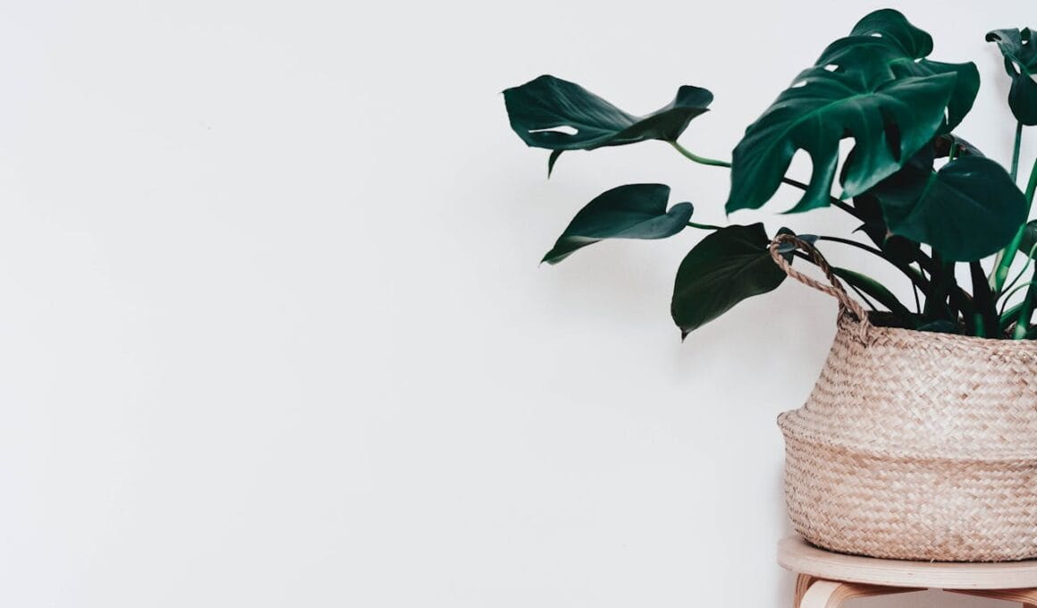 Een Monstera in de keuken de perfecte combinatie van groen en stijl