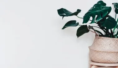 Een Monstera in de keuken de perfecte combinatie van groen en stijl