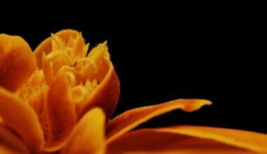 De onderschatte functie van geuren in huis