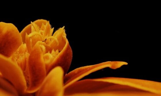 De onderschatte functie van geuren in huis